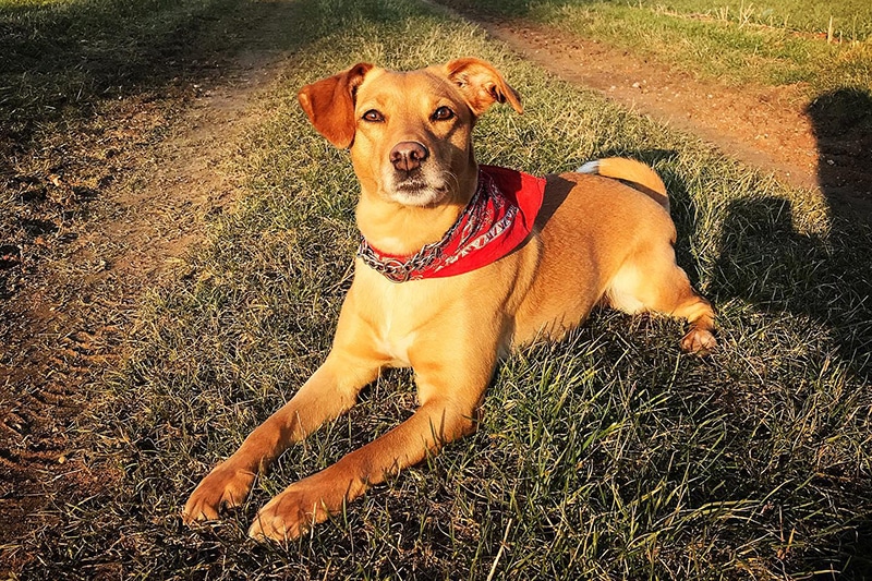 Jack Russell Lab Mix: The Ultimate Guide