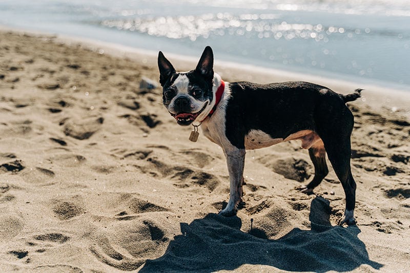 how much is a chihuahua and boston terrier mix