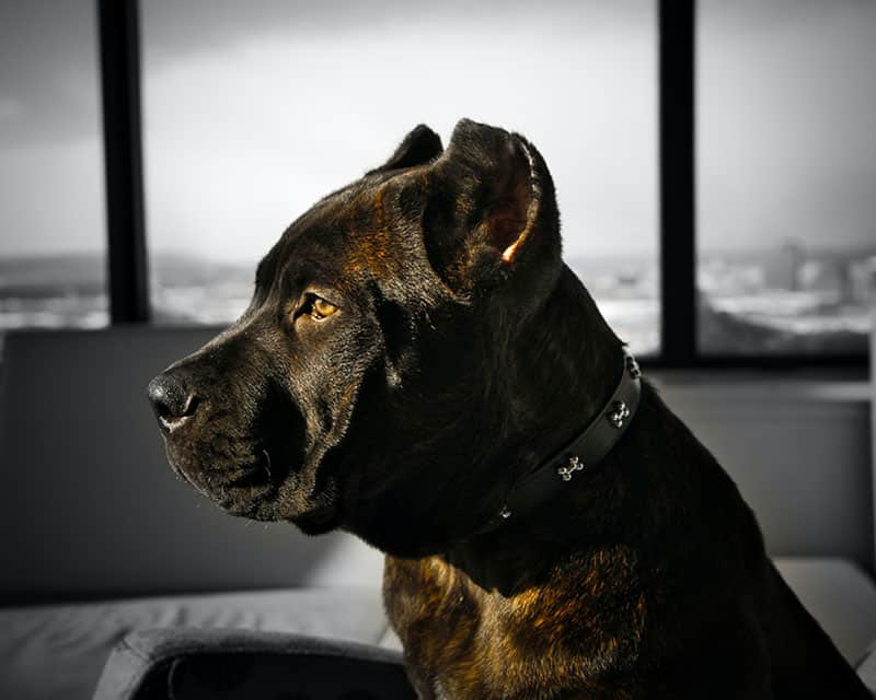 The History of the Cane Corso