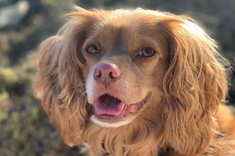 Chihuahua Cocker Spaniel Mix: The Ultimate Guide
