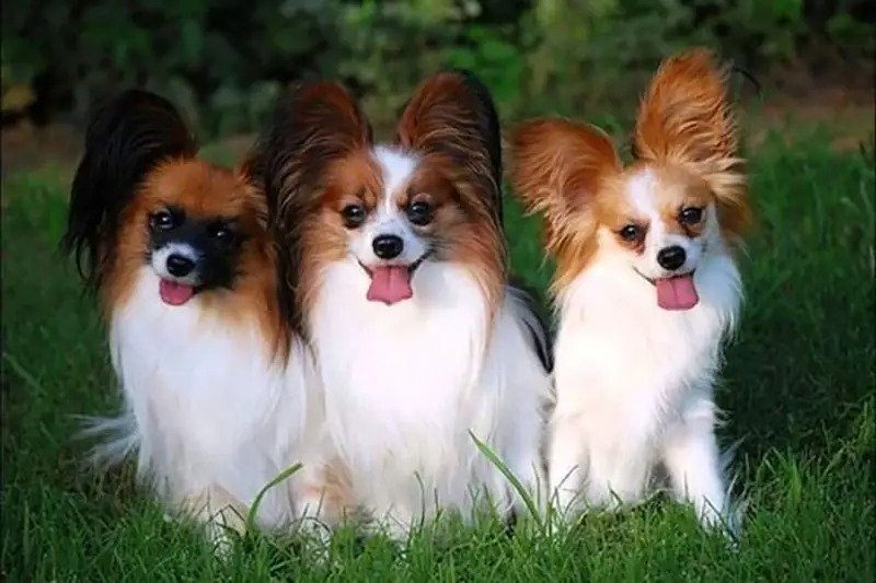 Papillon Chihuahua Mix: The Ultimate Guide