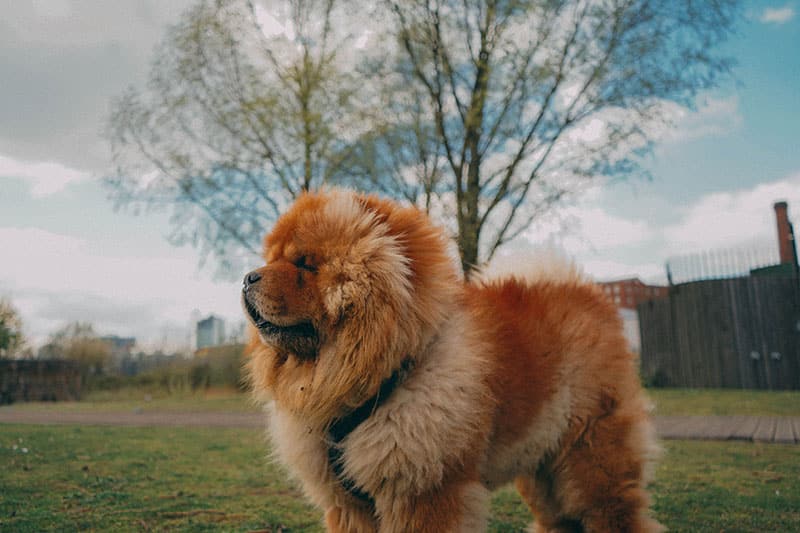 The History of the Chow Chow
