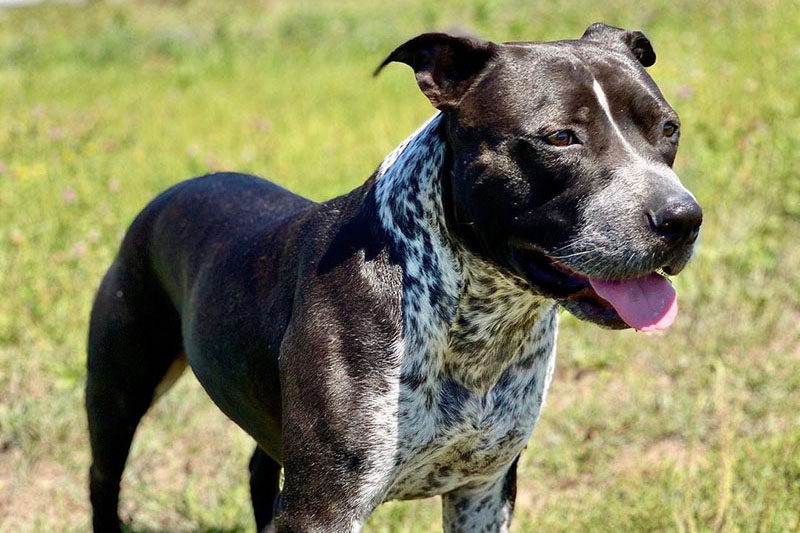Pitbull Blue Heeler Mix: The Ultimate Guide