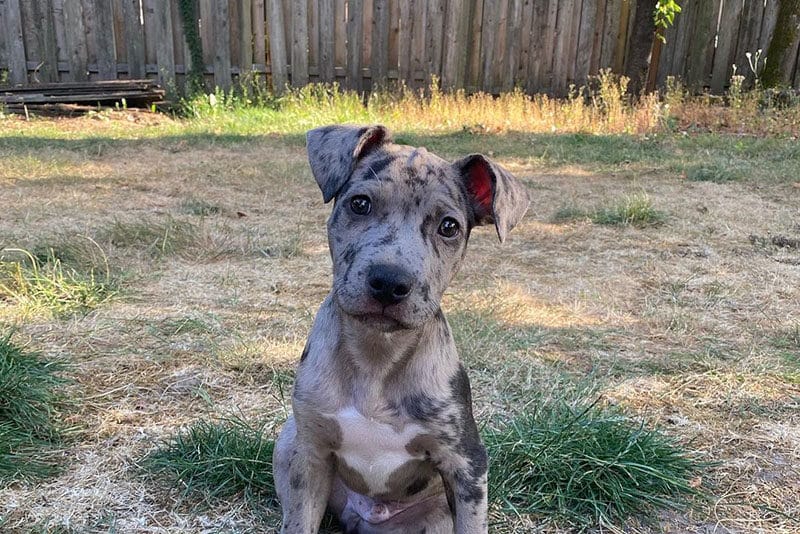 Pitbull Catahoula Mix: The Ultimate Guide