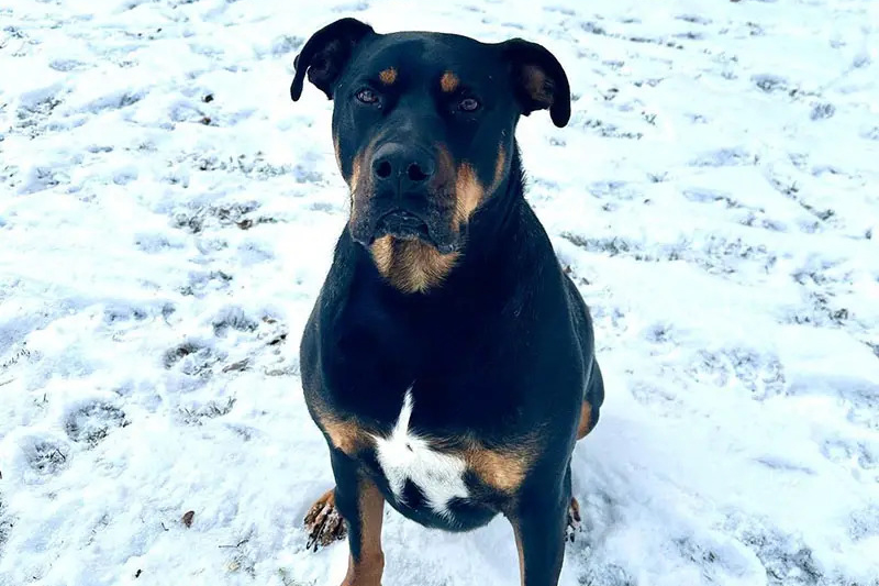 Pitbull Rottweiler Mix: The Ultimate Guide