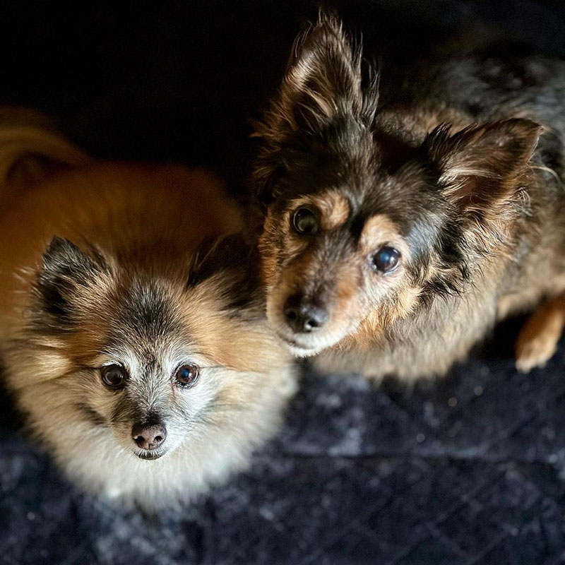 Chihuahua Pomeranian Mix