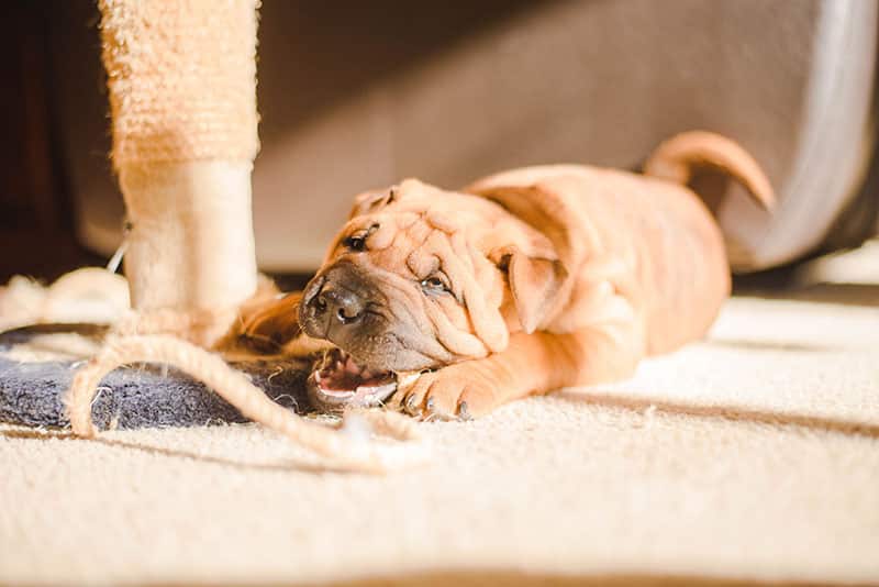 The History of the Shar Pei
