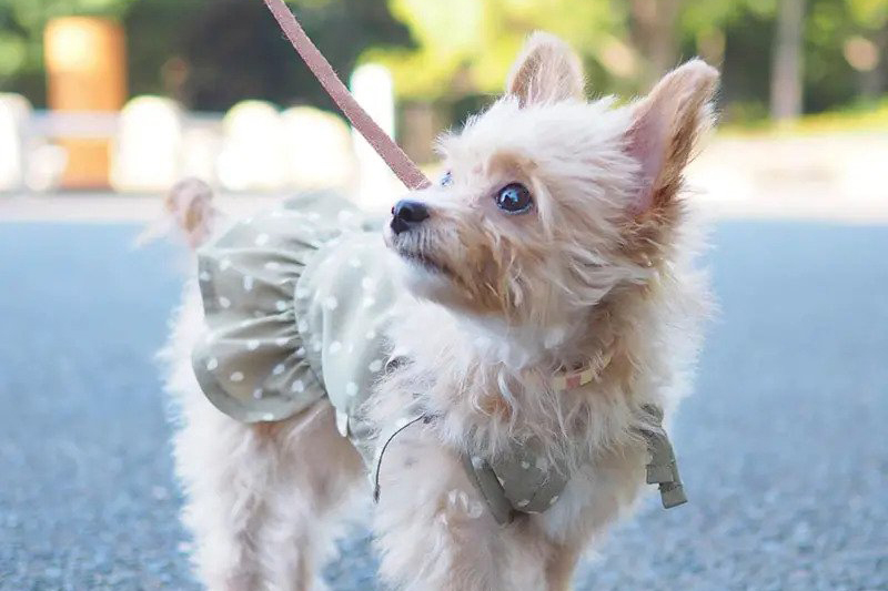 Chihuahua Poodle Mix: The Ultimate Guide