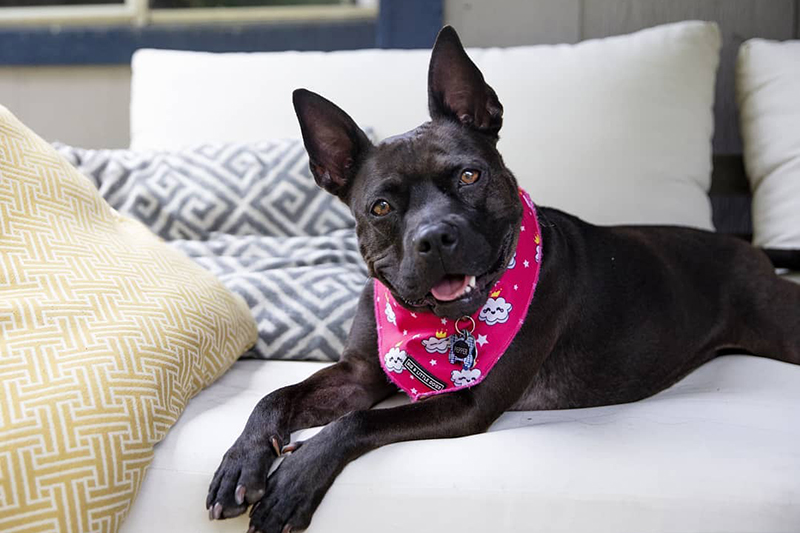 Pitbull Boston Terrier Mix: The Ultimate Guide