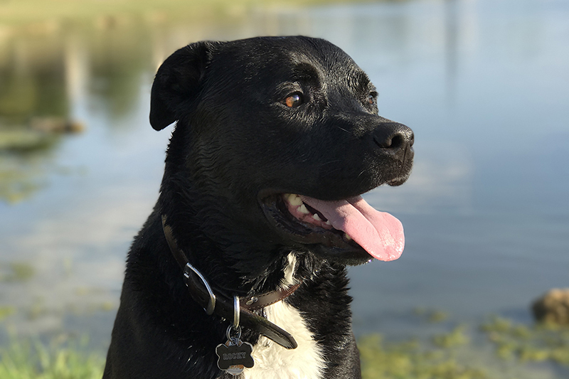 Pitbull Lab Mix: The Ultimate Guide