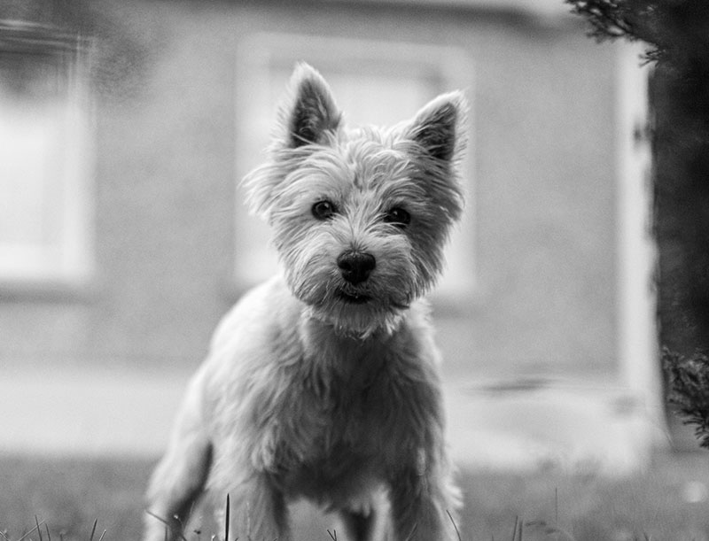 The History of the Cairn Terrier
