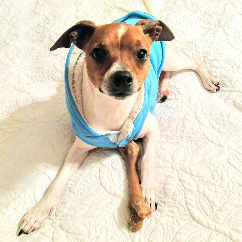 Chihuahua Boston Terrier Mix (BoChi)