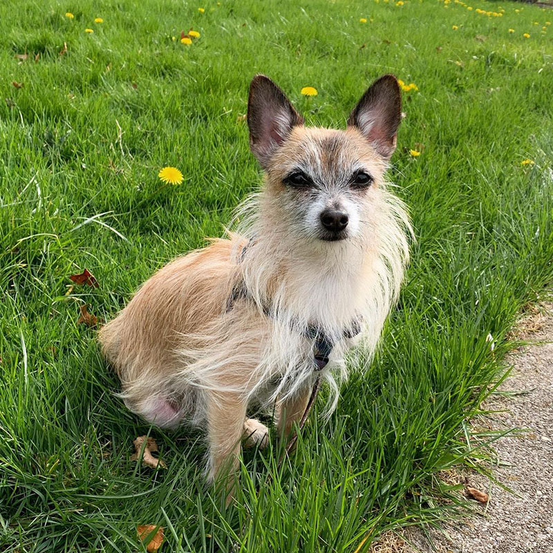 Cairn Terrier Chihuahua Mix (Toxirn)