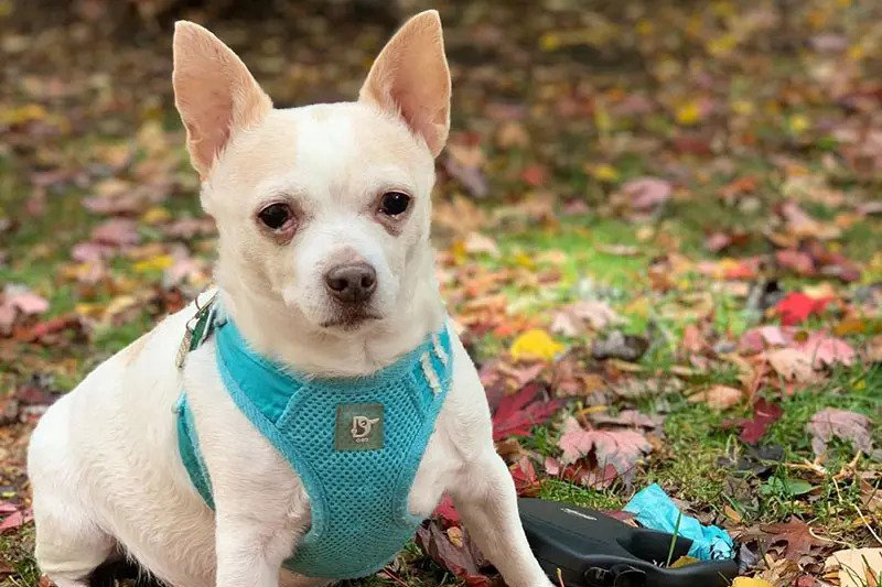 French Bulldog Chihuahua Mix: The Ultimate Guide
