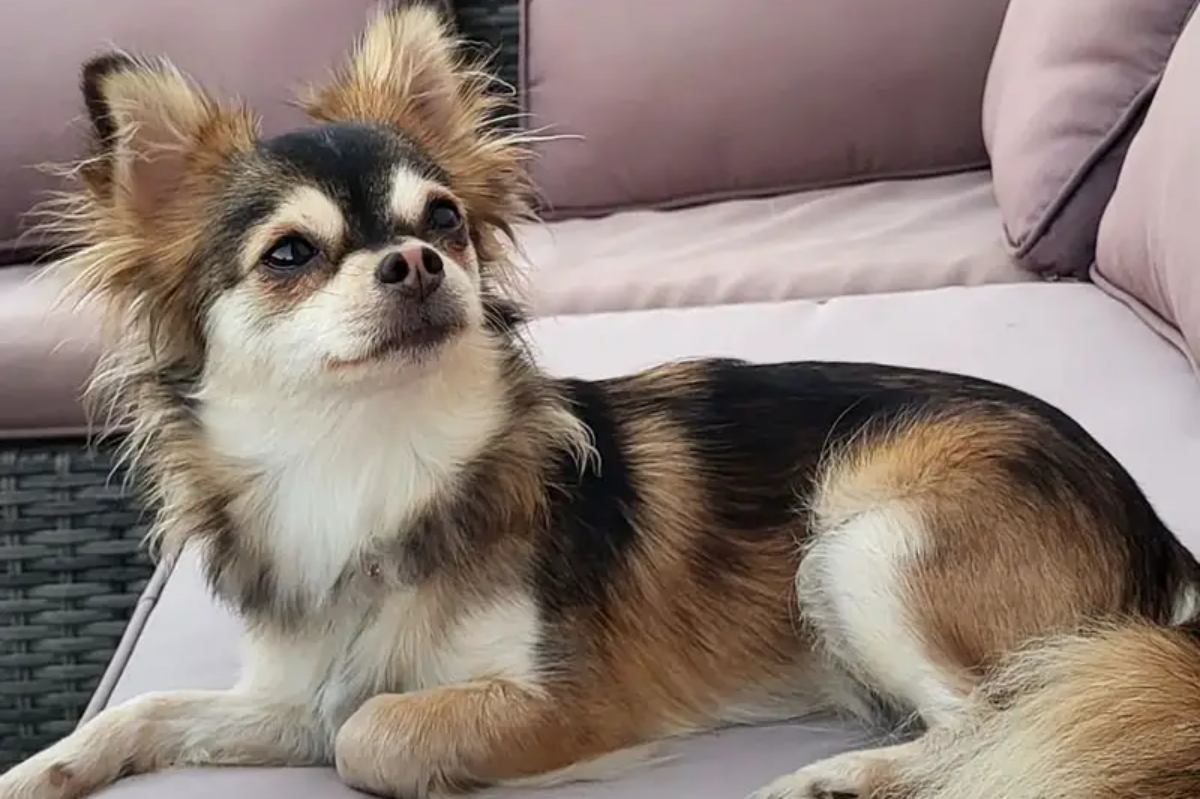 Chihuahua husky farben