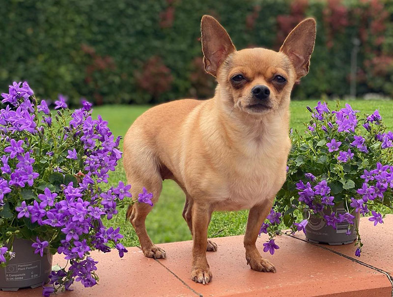 Chihuahua Italian Greyhound Mix