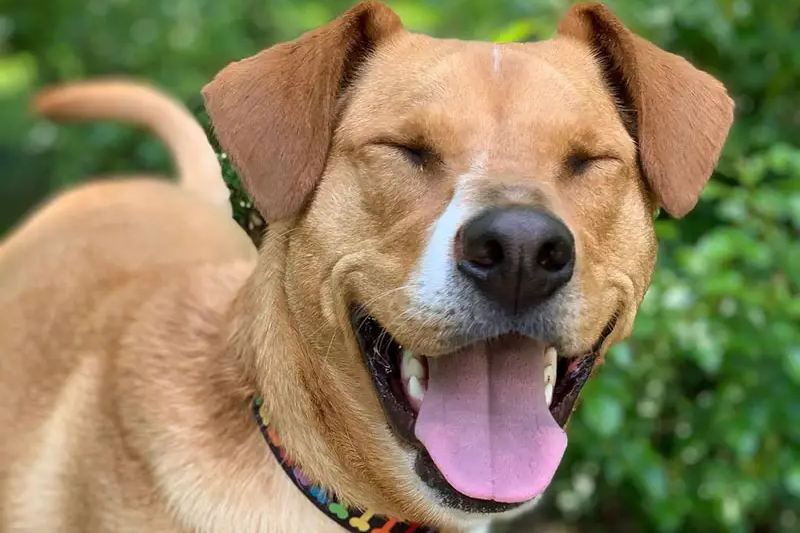 Labrador Retriever Chihuahua Mix: The Ultimate Guide