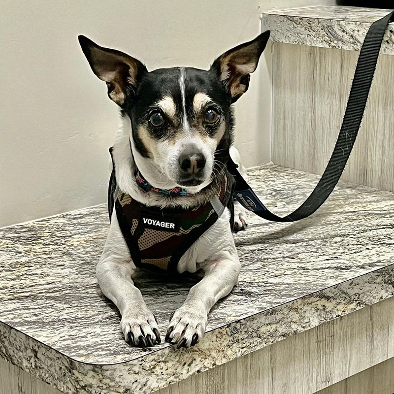 Chihuahua Rat Terrier Mix