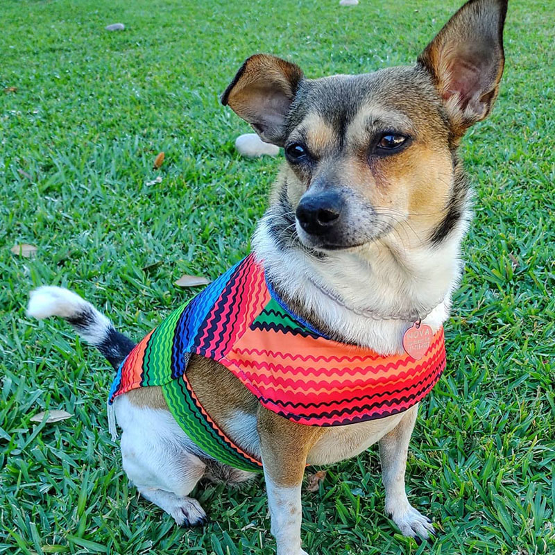 Chihuahua Toy Fox Terrier Mix