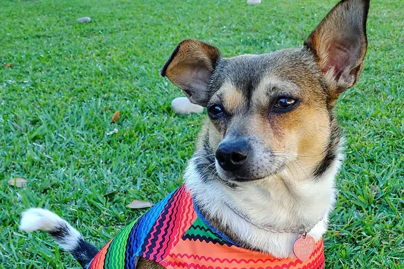 Chihuahua Toy Fox Terrier Mix: The Ultimate Guide