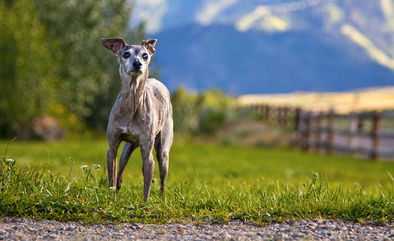 The History of the Italian Greyhound