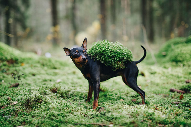 The History of the Miniature Pinscher