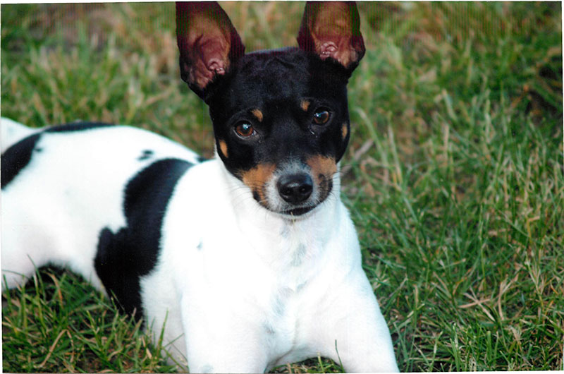The History of the Rat Terrier