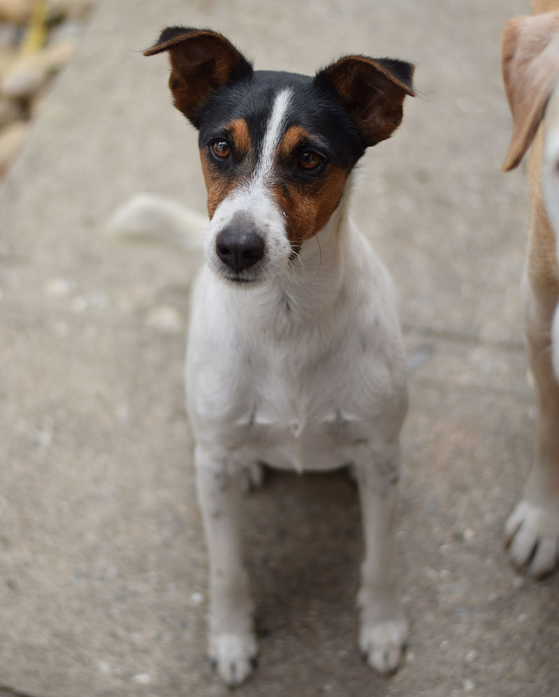 The History of the Toy Fox Terrier