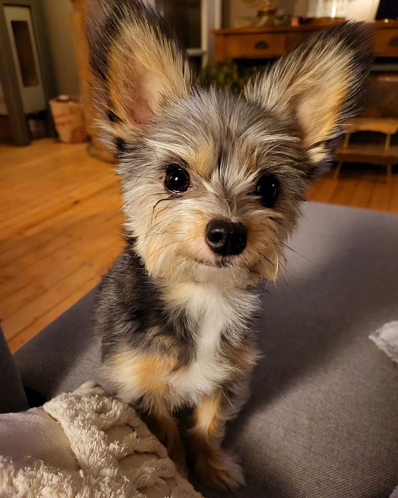 Chihuahua Yorkshire Terrier Mix