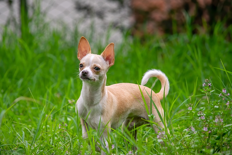 35 Adorable Chihuahua Mixed Breeds You Have to See